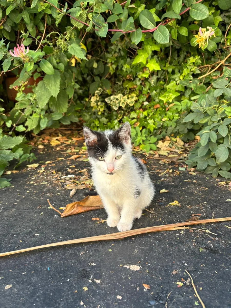 Free Kittens - Image 4