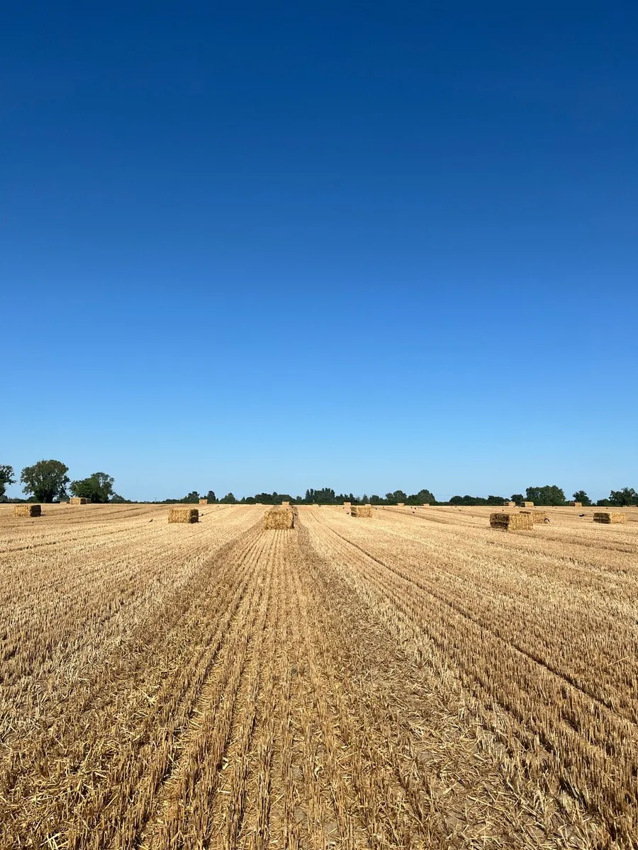 Barley straw - Image 4