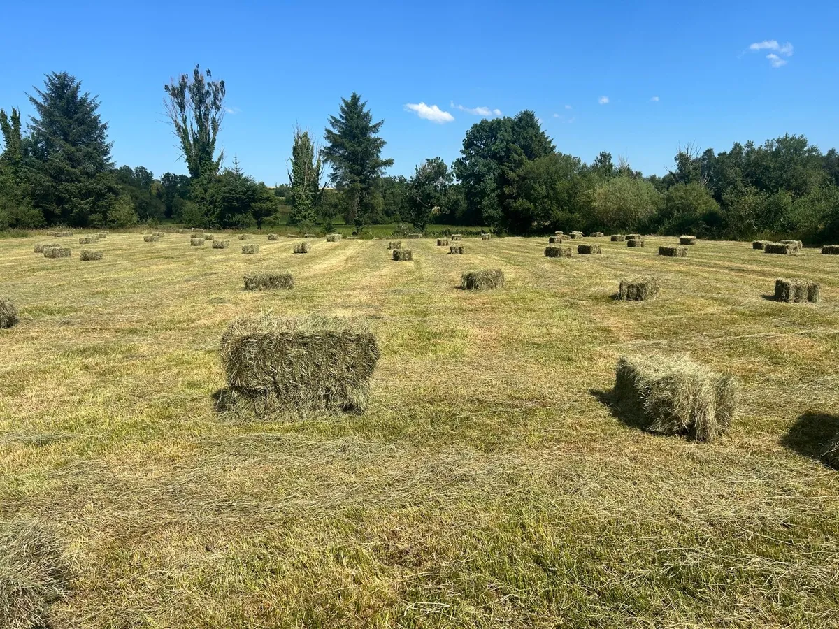 Square bails of hay - Image 1