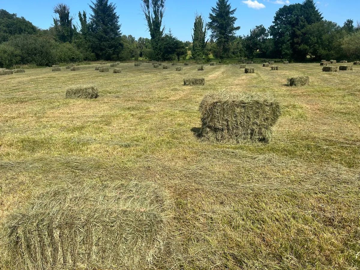 Square bails of hay - Image 4