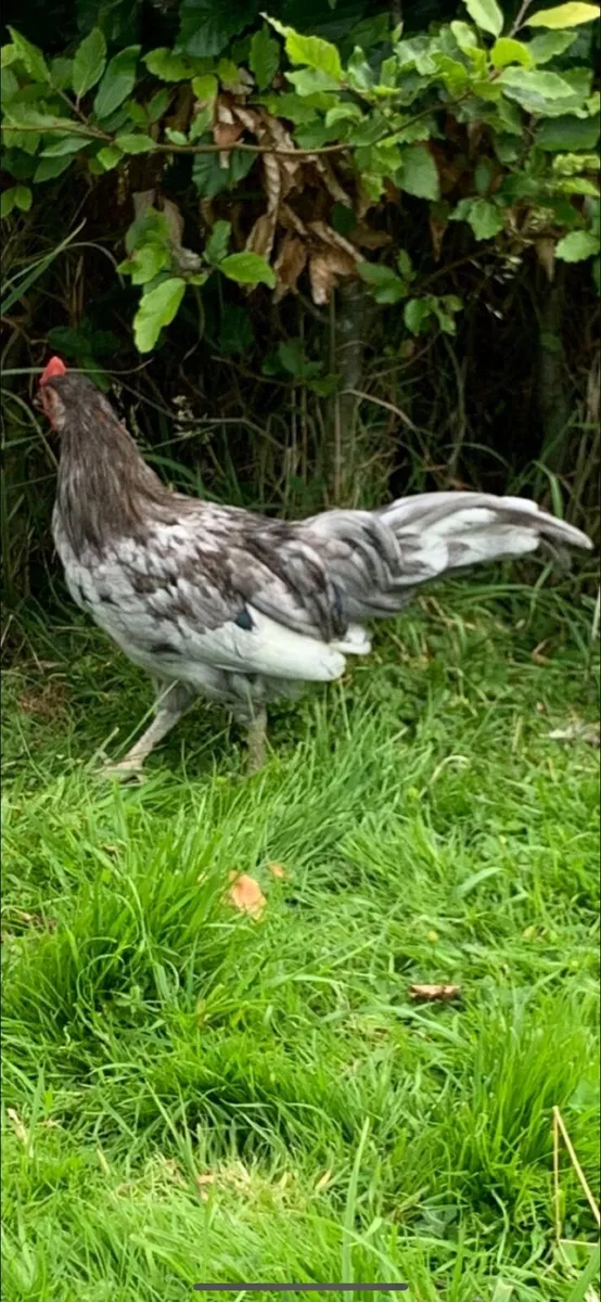 Young Bantam Roosters free to collect - Image 2