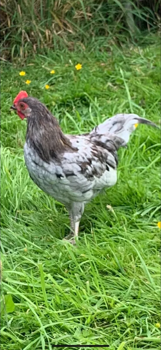Young Bantam Roosters free to collect - Image 3