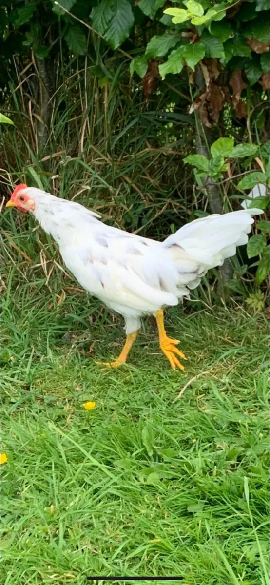 Young Bantam Roosters free to collect - Image 4