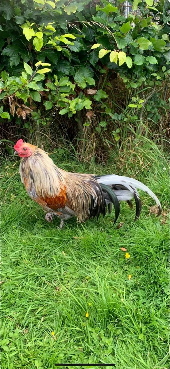 Young Bantam Roosters free to collect - Image 1