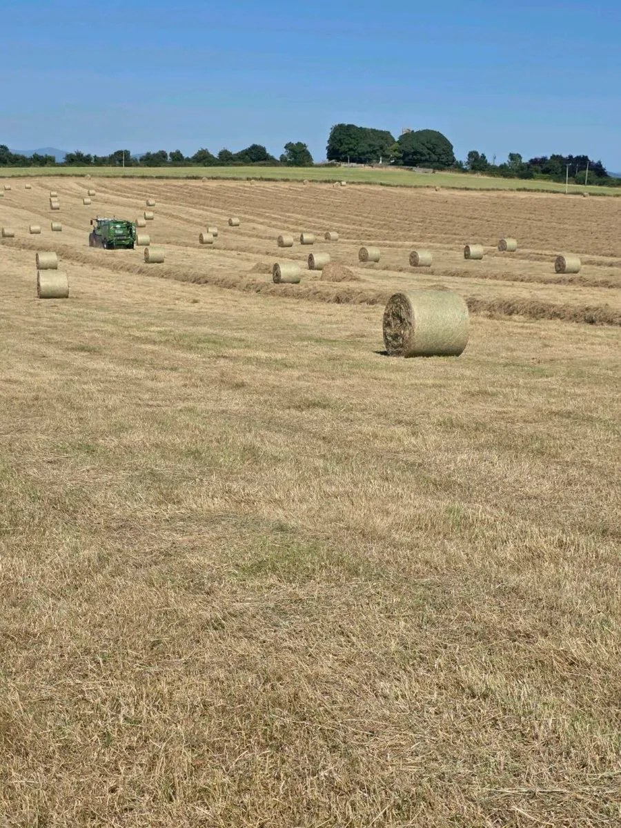Hay - Image 1