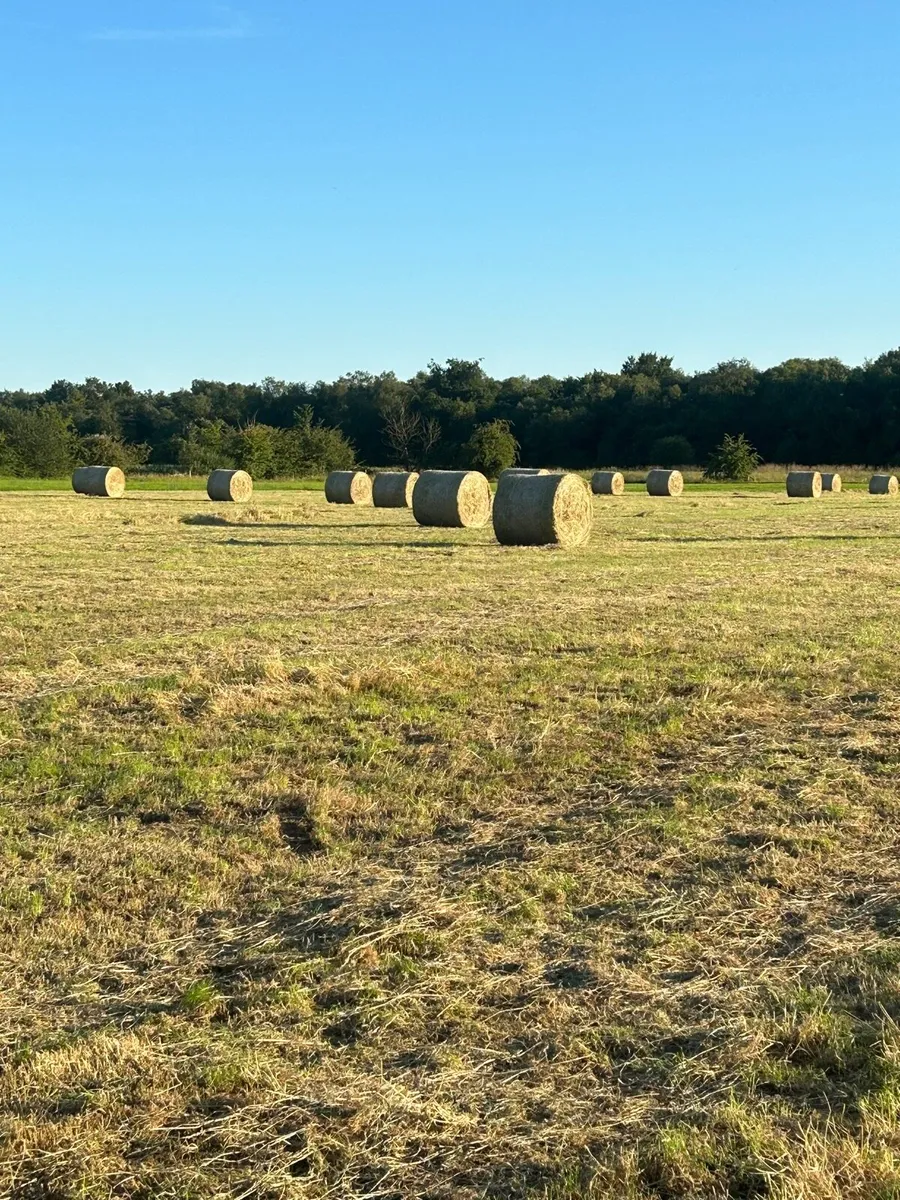 Hay - Image 1