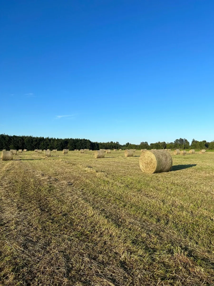 Hay - Image 2