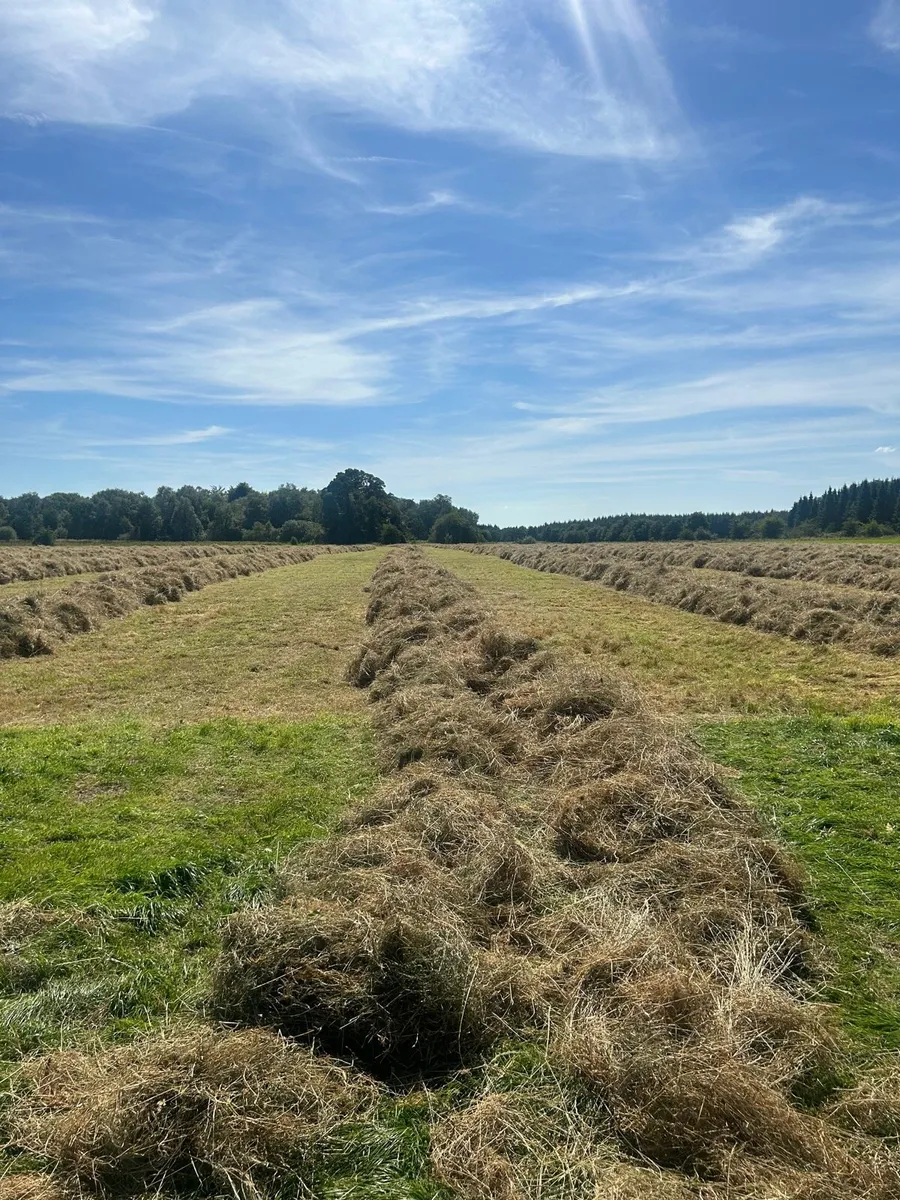 Hay - Image 3