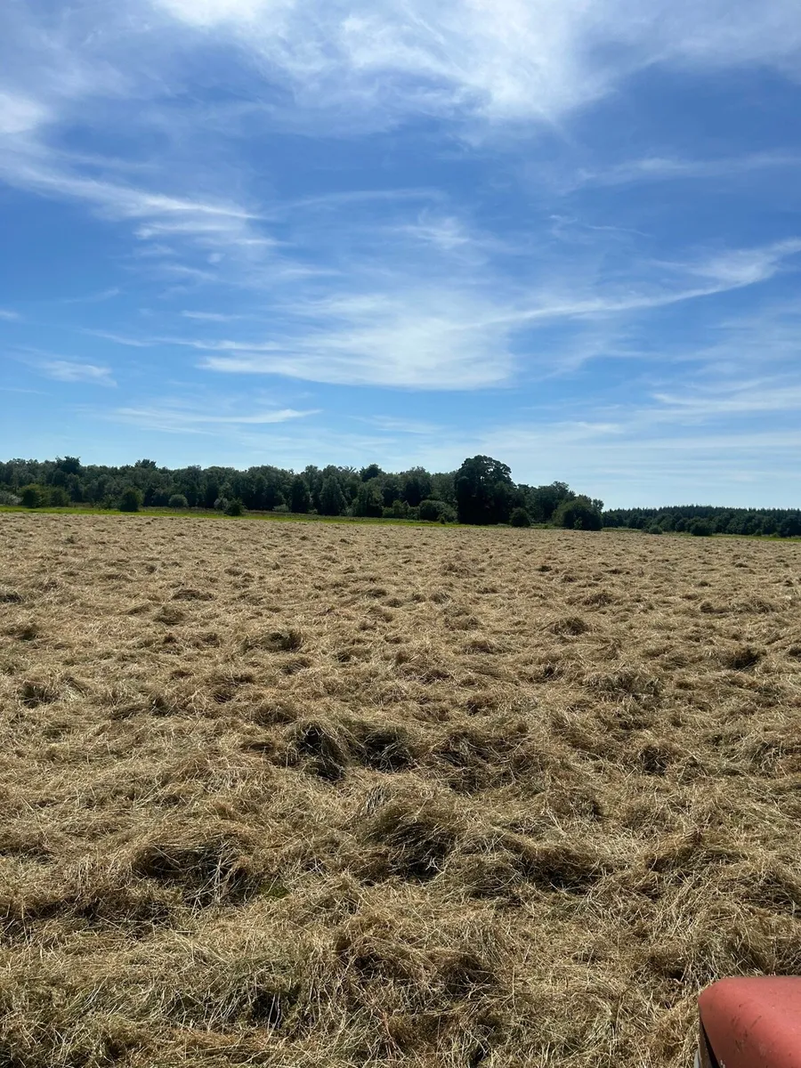Hay - Image 4