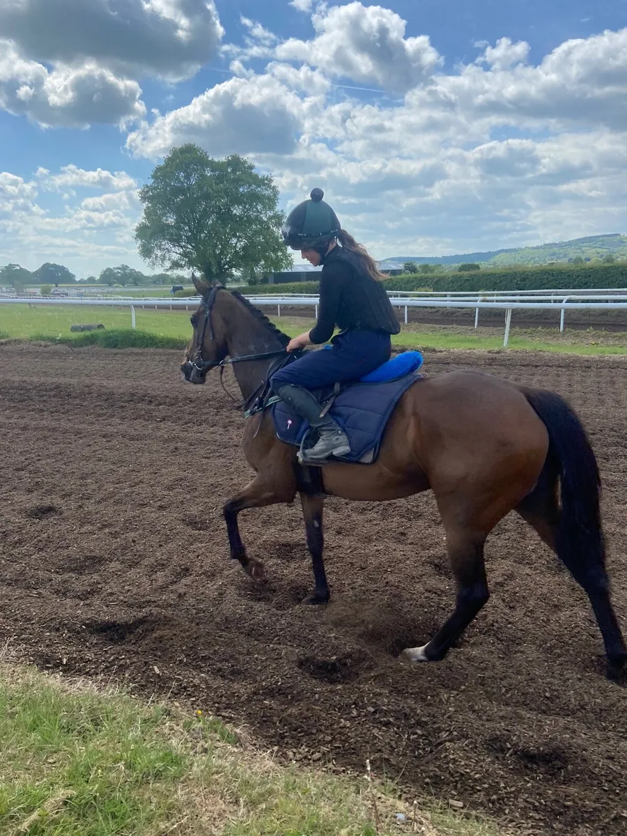 5 year old tb broodmare - Image 3