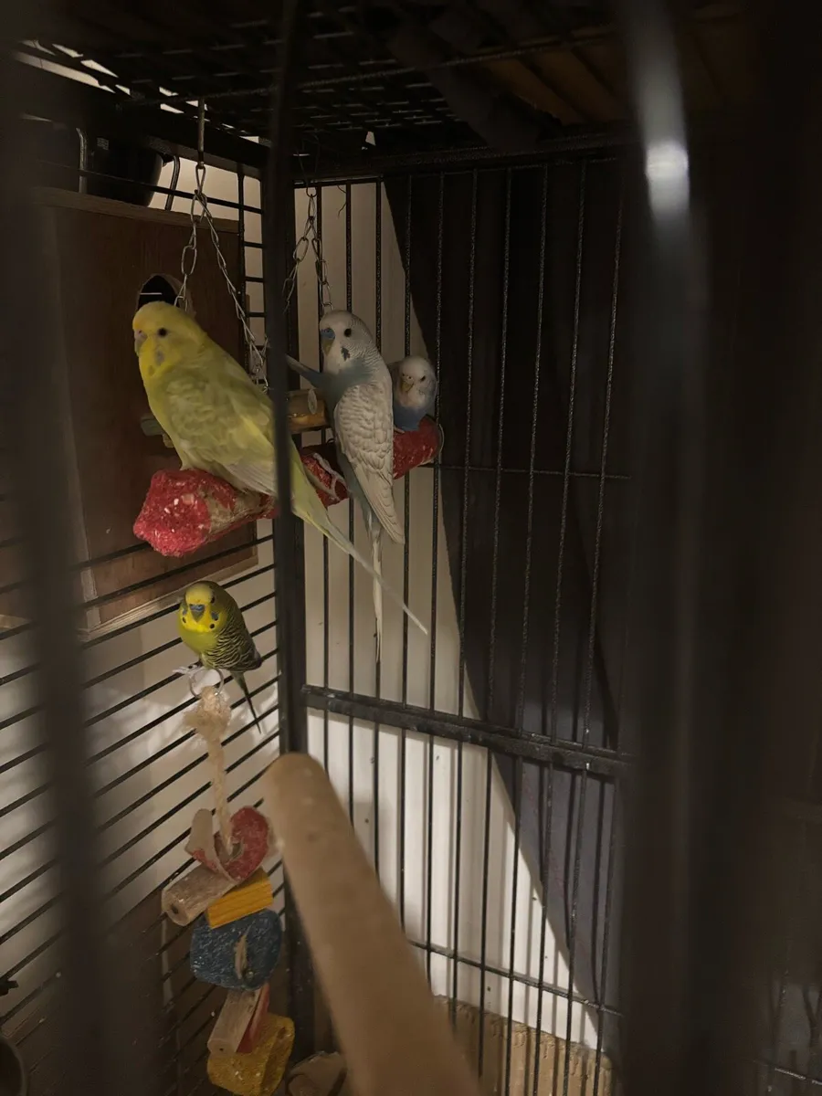Budgies - Image 1