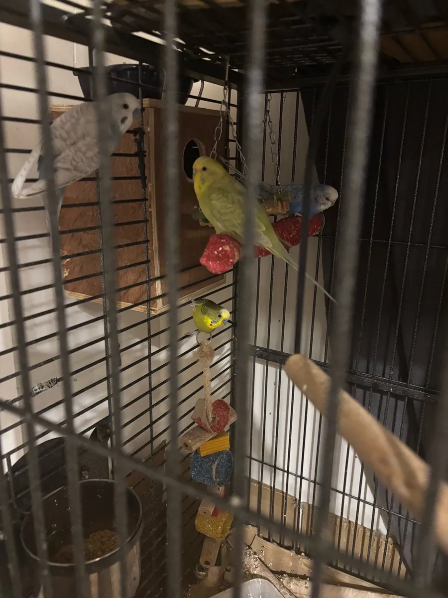 Budgies - Image 2