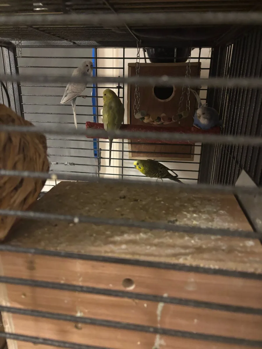 Budgies - Image 3