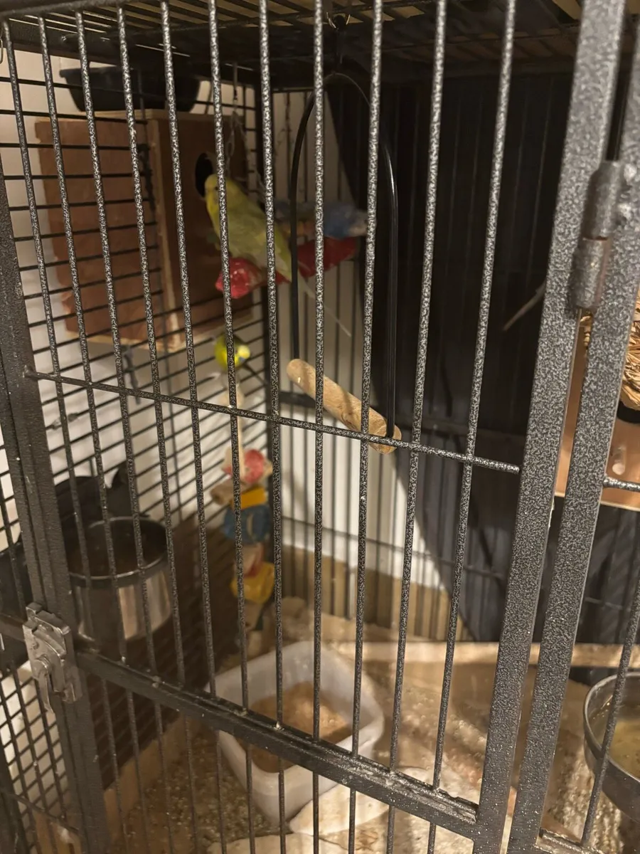 Budgies - Image 4