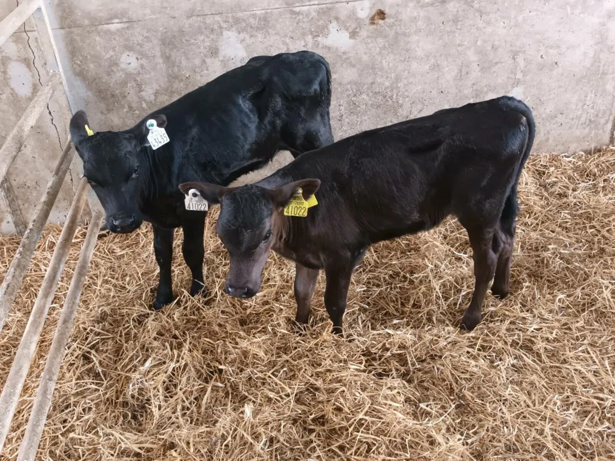 2 ABERDEEN ANGUS HEIFER CALVES - Image 1
