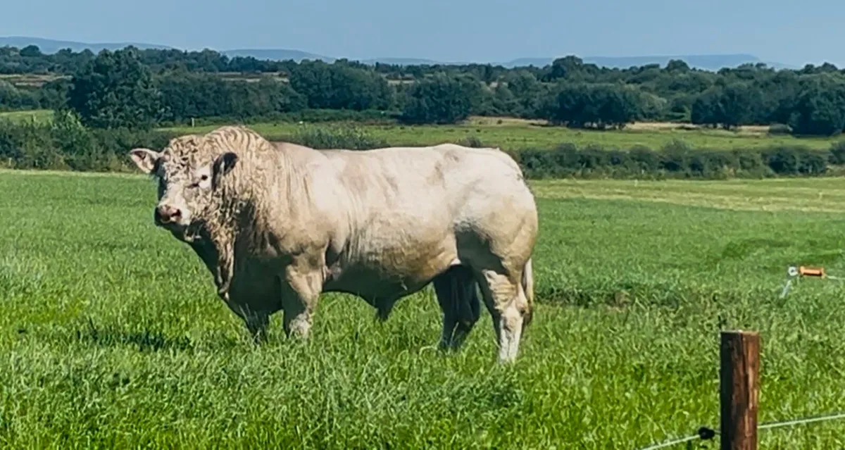 Pedigree Charolais Bulls (Picador Sons x 3) - Image 2