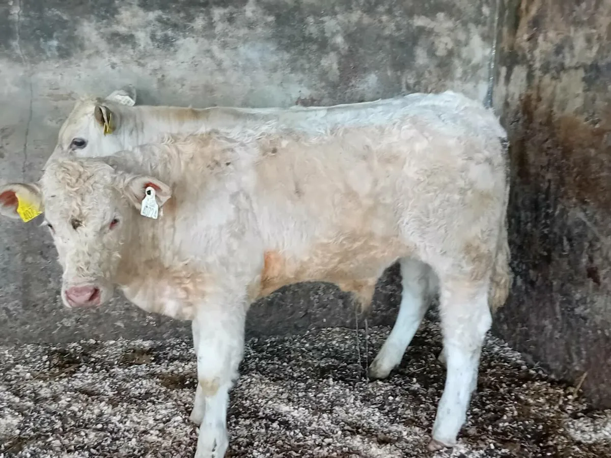 3 Smashing Suckler bred bull Weanlings - Image 1