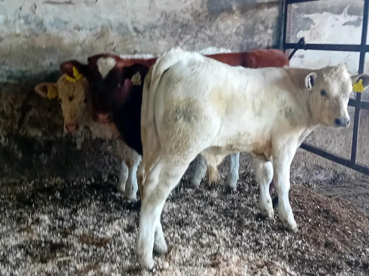 3 Smashing Suckler bred bull Weanlings - Image 2