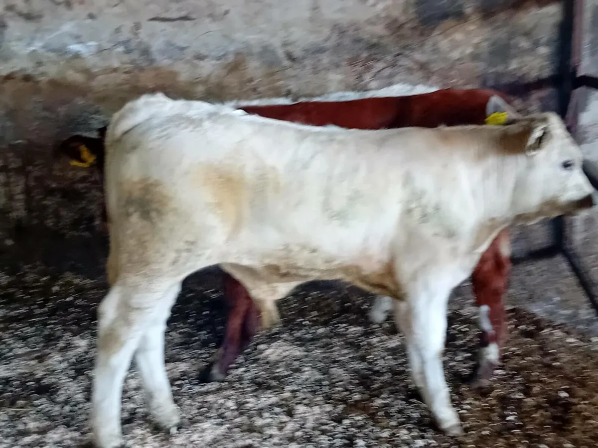 3 Smashing Suckler bred bull Weanlings - Image 3