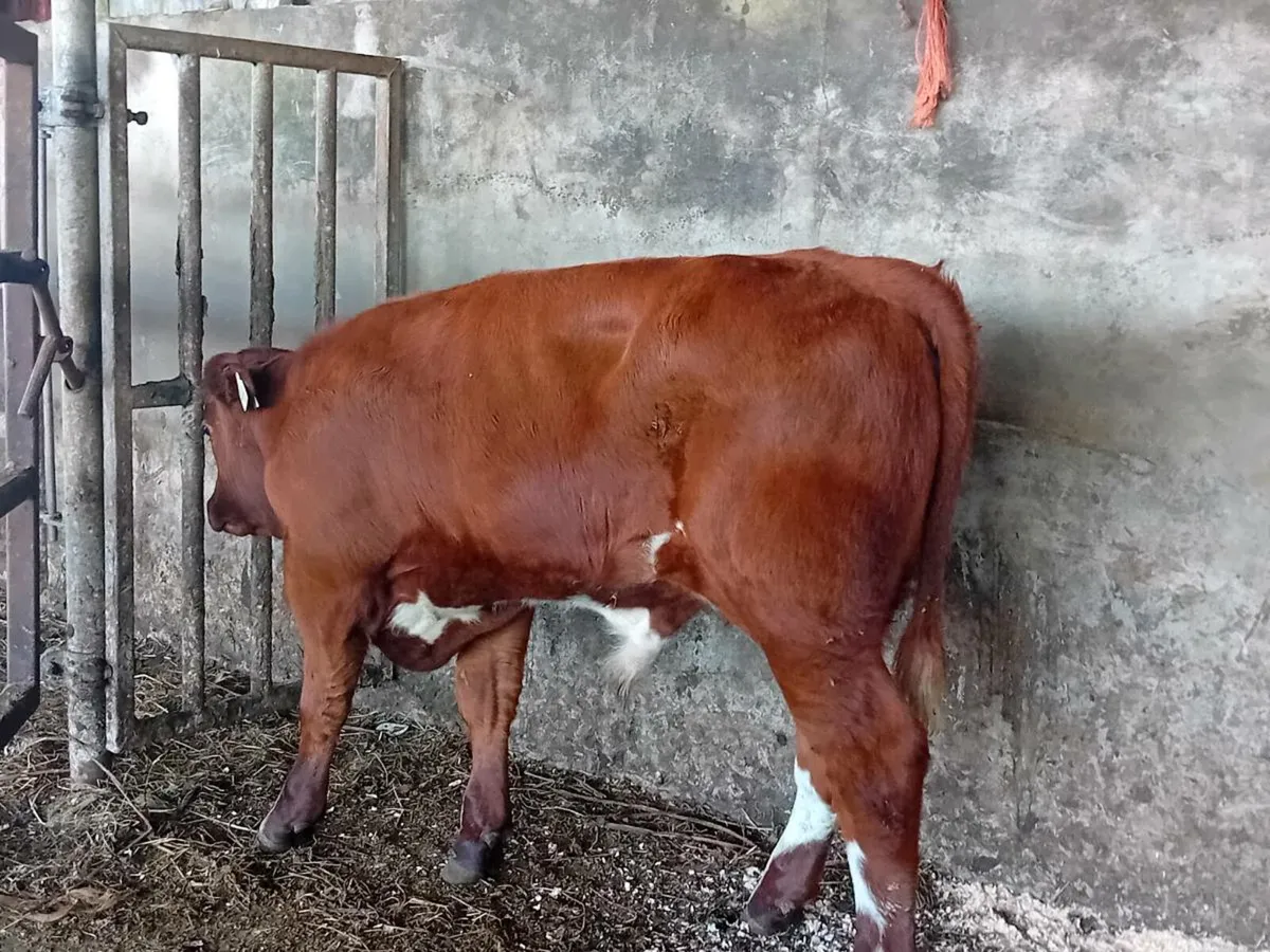 3 Smashing Suckler bred bull Weanlings - Image 4