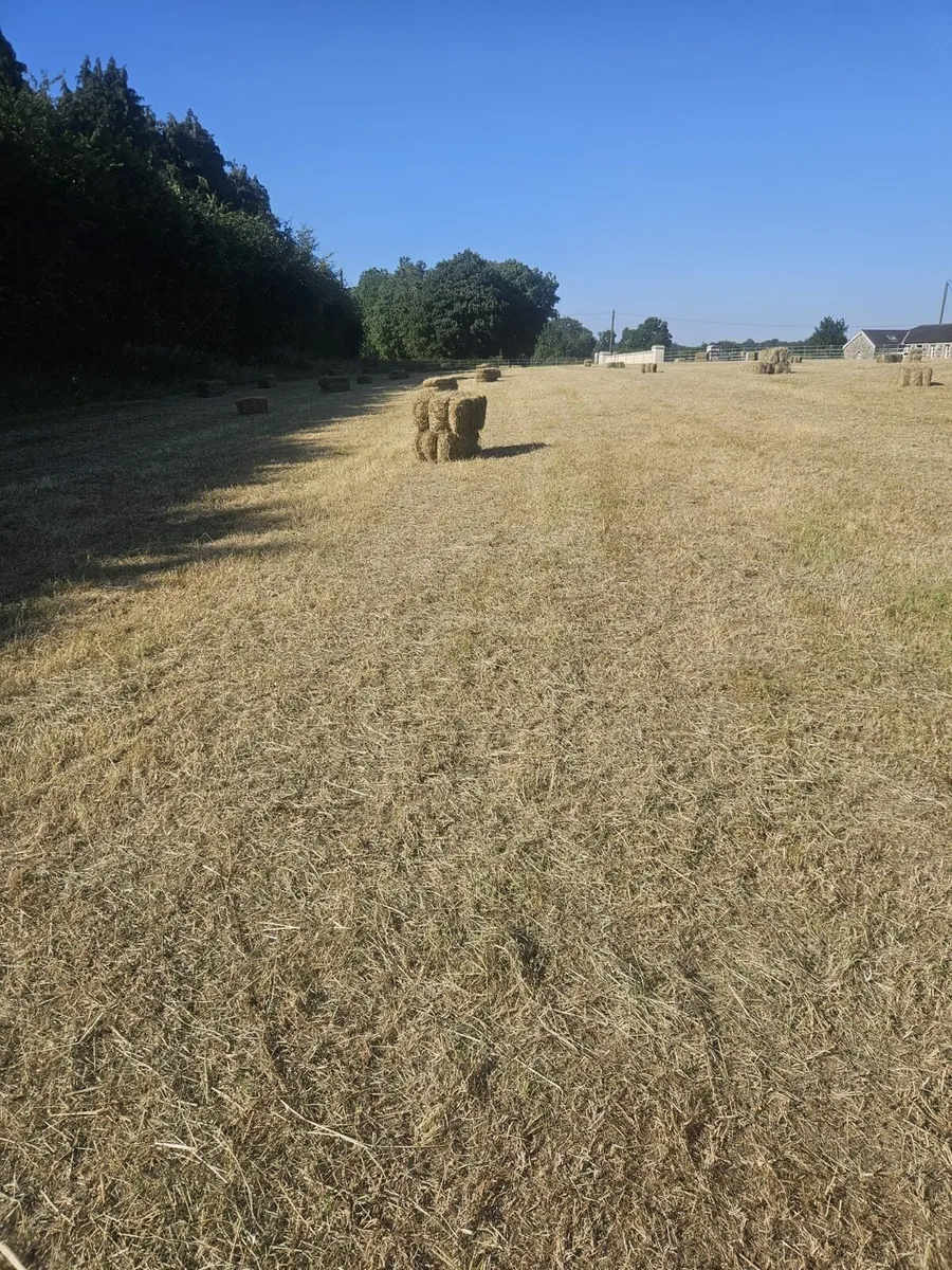 Hay for sale