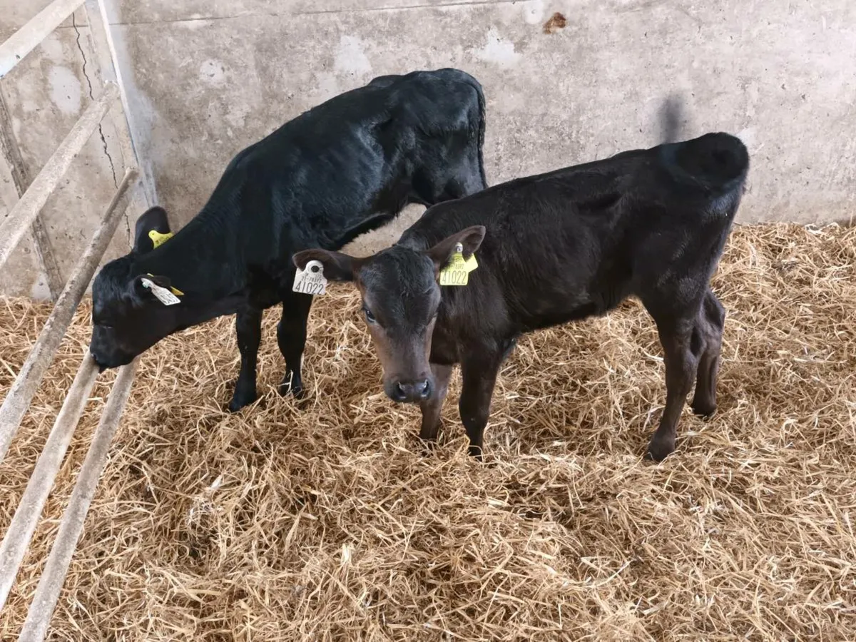 2 ABERDEEN ANGUS HEIFER CALVES - Image 2