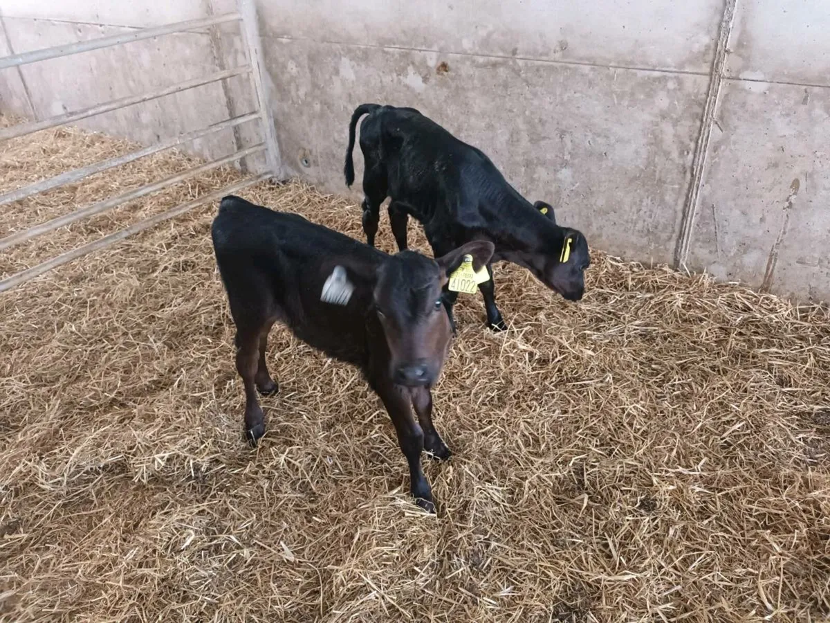 2 ABERDEEN ANGUS HEIFER CALVES - Image 3