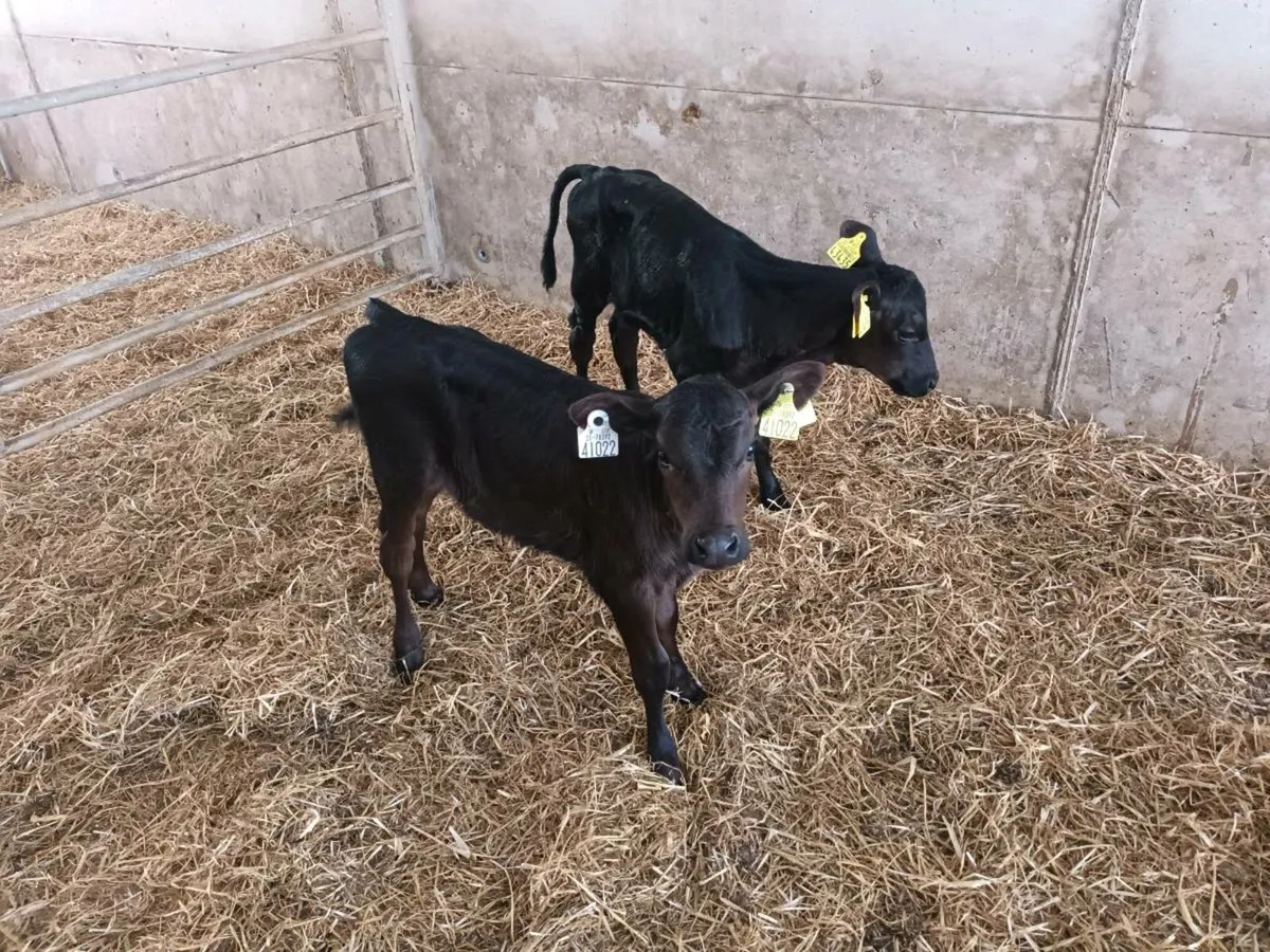 2 ABERDEEN ANGUS HEIFER CALVES - Image 4