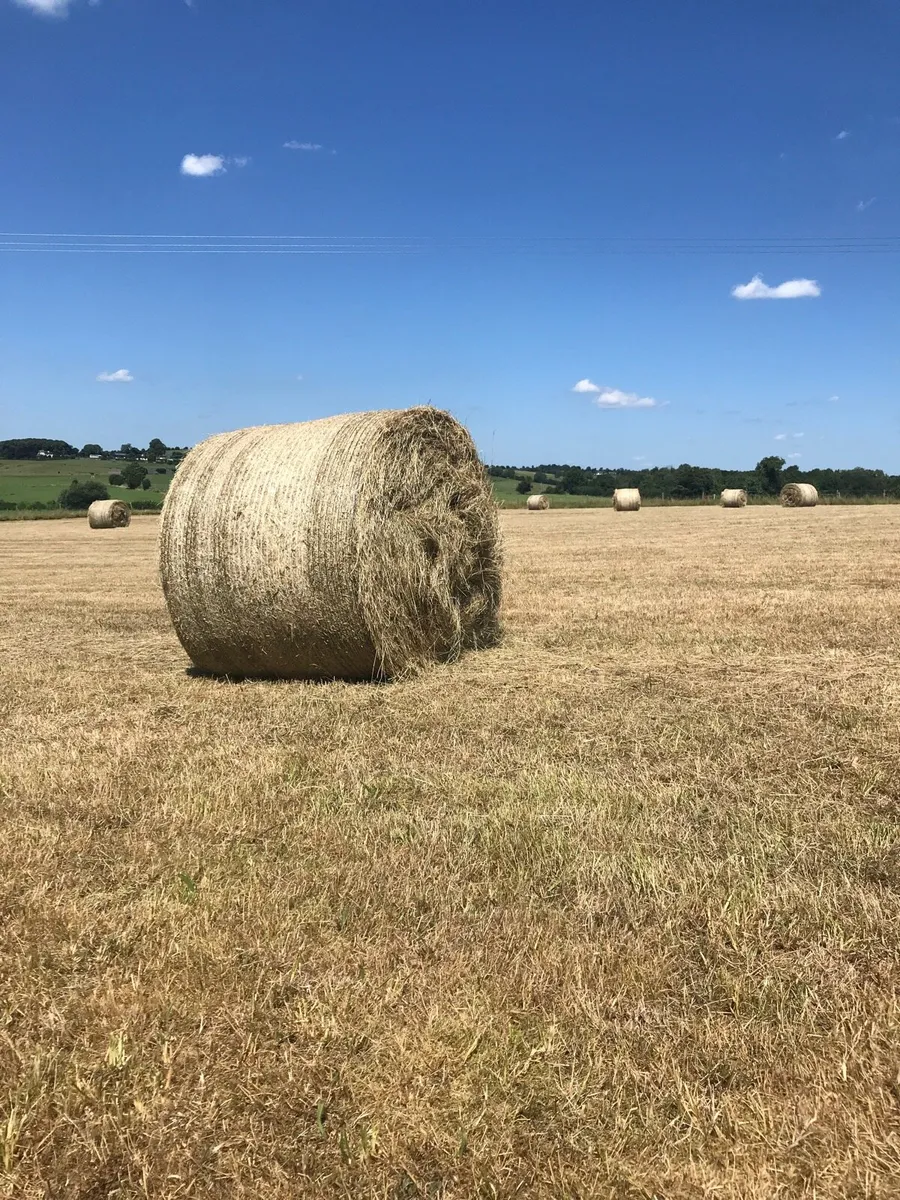 Organic Hay