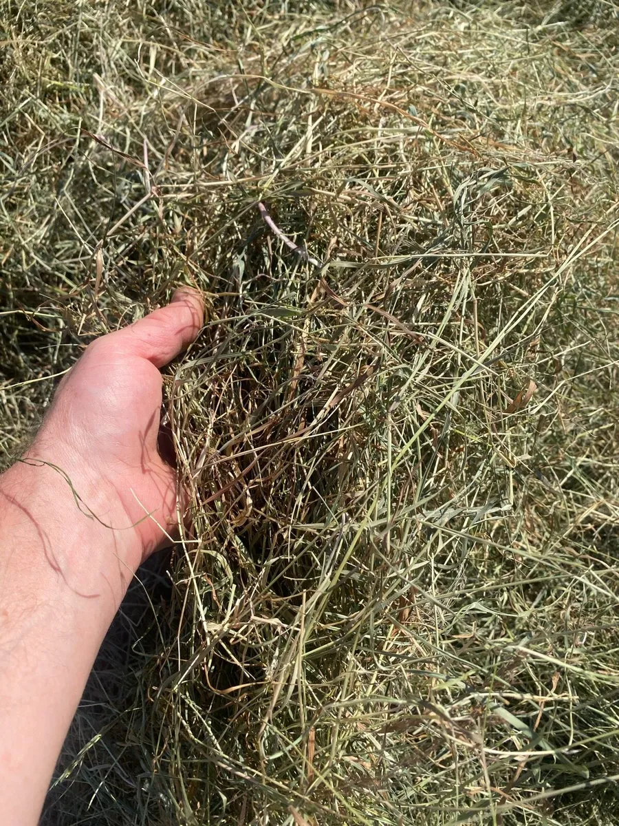 ****HAY (BEST OF THE BEST)***33 left - Image 4