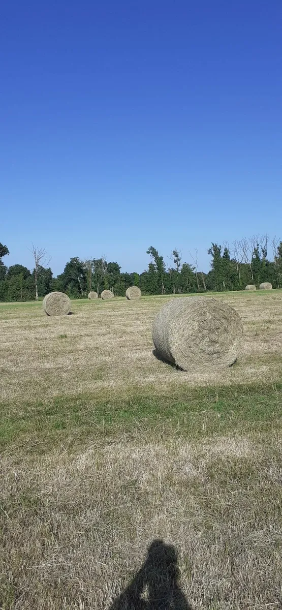 Hay - Image 3