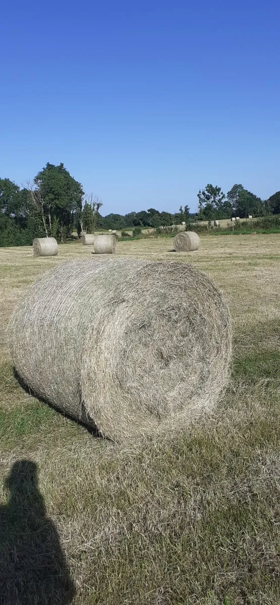 Hay - Image 4