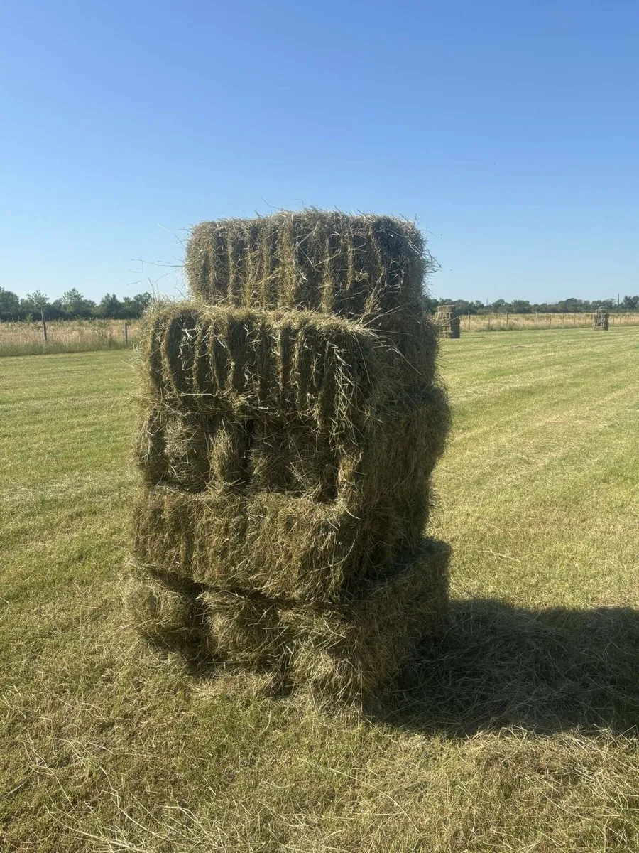 Top Quality Hay - Image 1