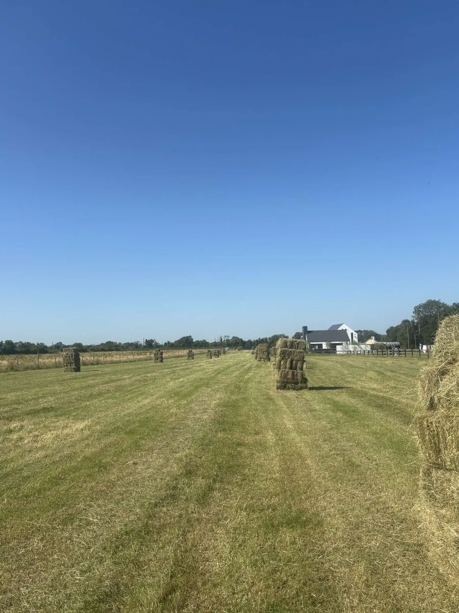 Top Quality Hay - Image 2