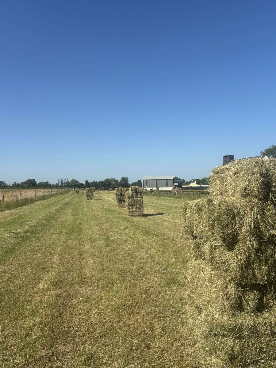 Top Quality Hay - Image 3