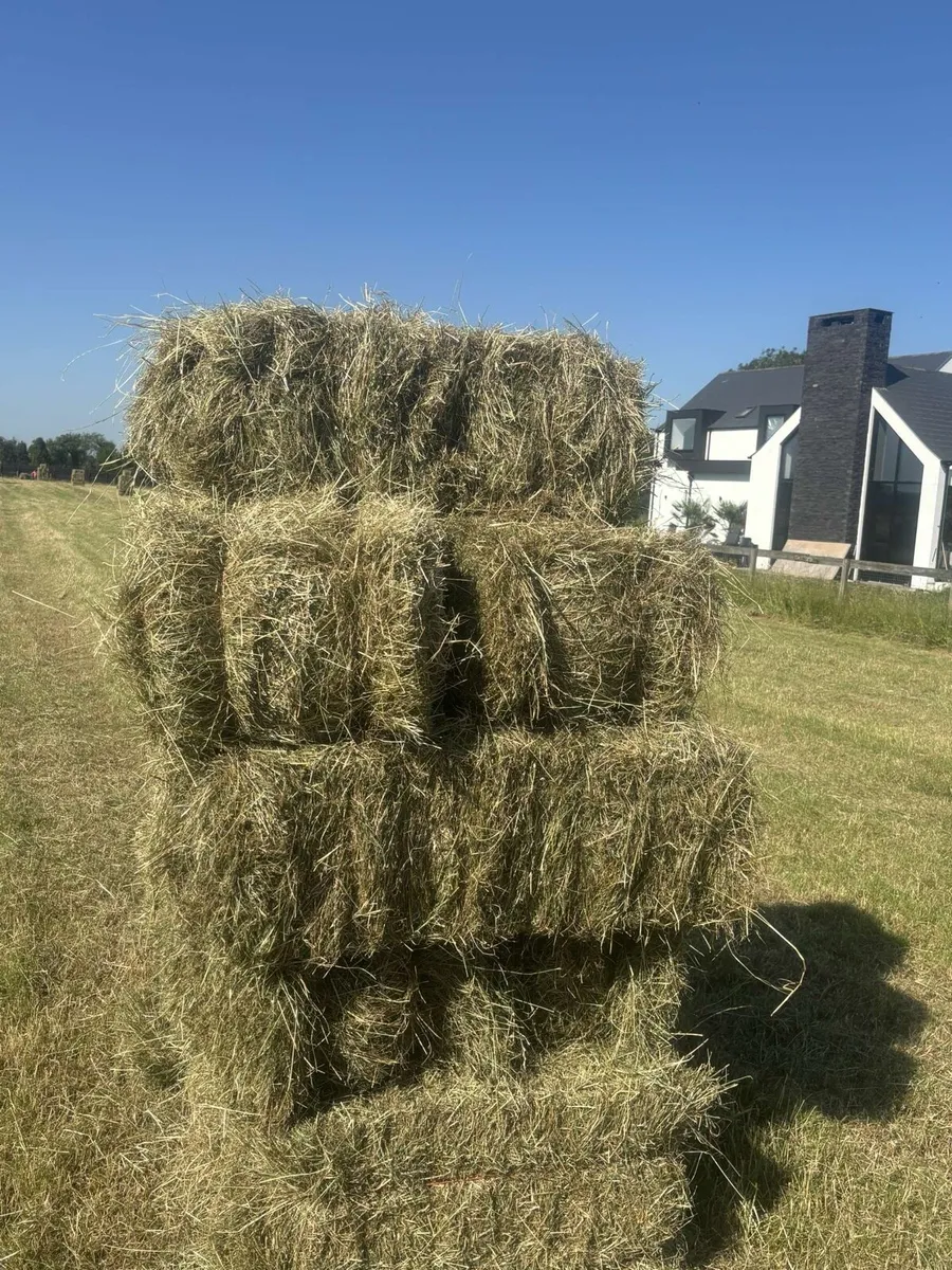 Top Quality Hay - Image 4