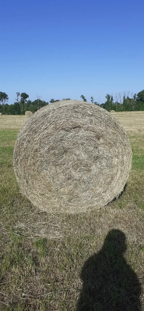 Hay - Image 1