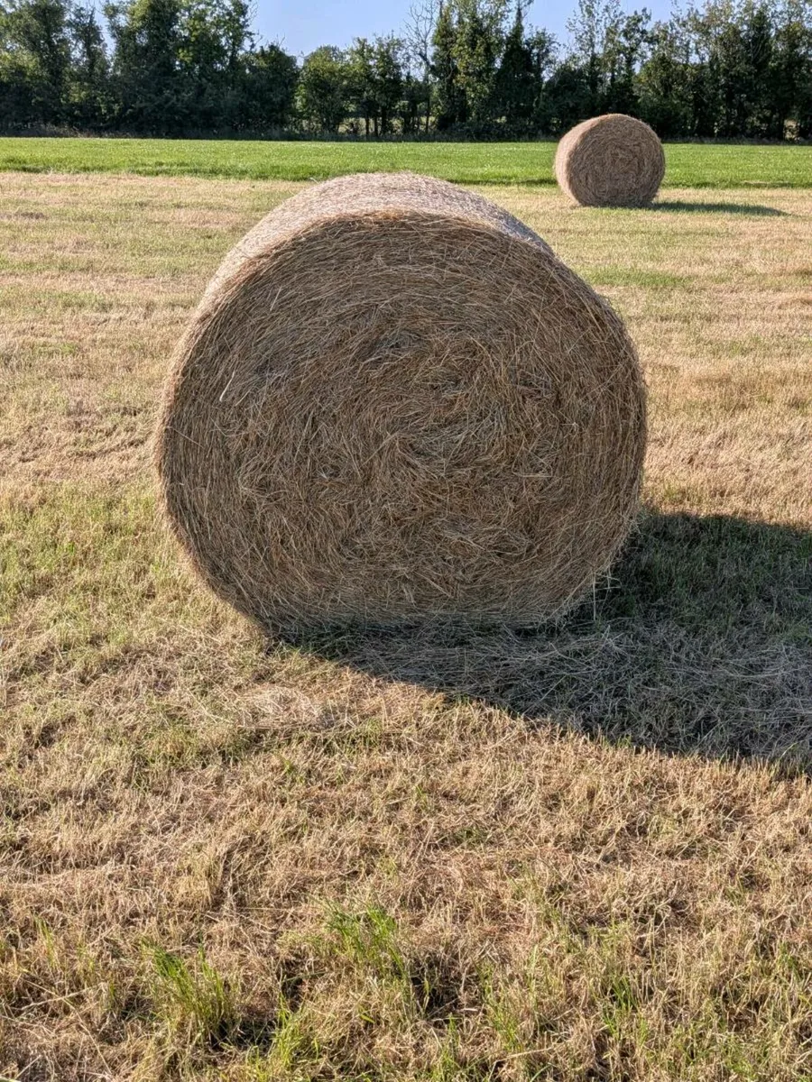 Hay - Image 1