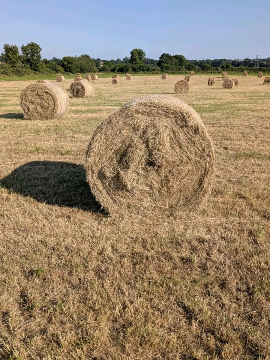 Hay - Image 2