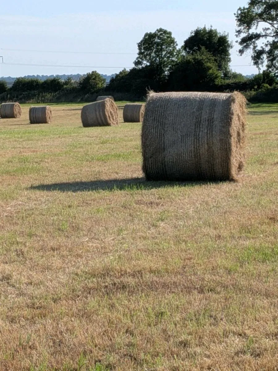 Hay - Image 3
