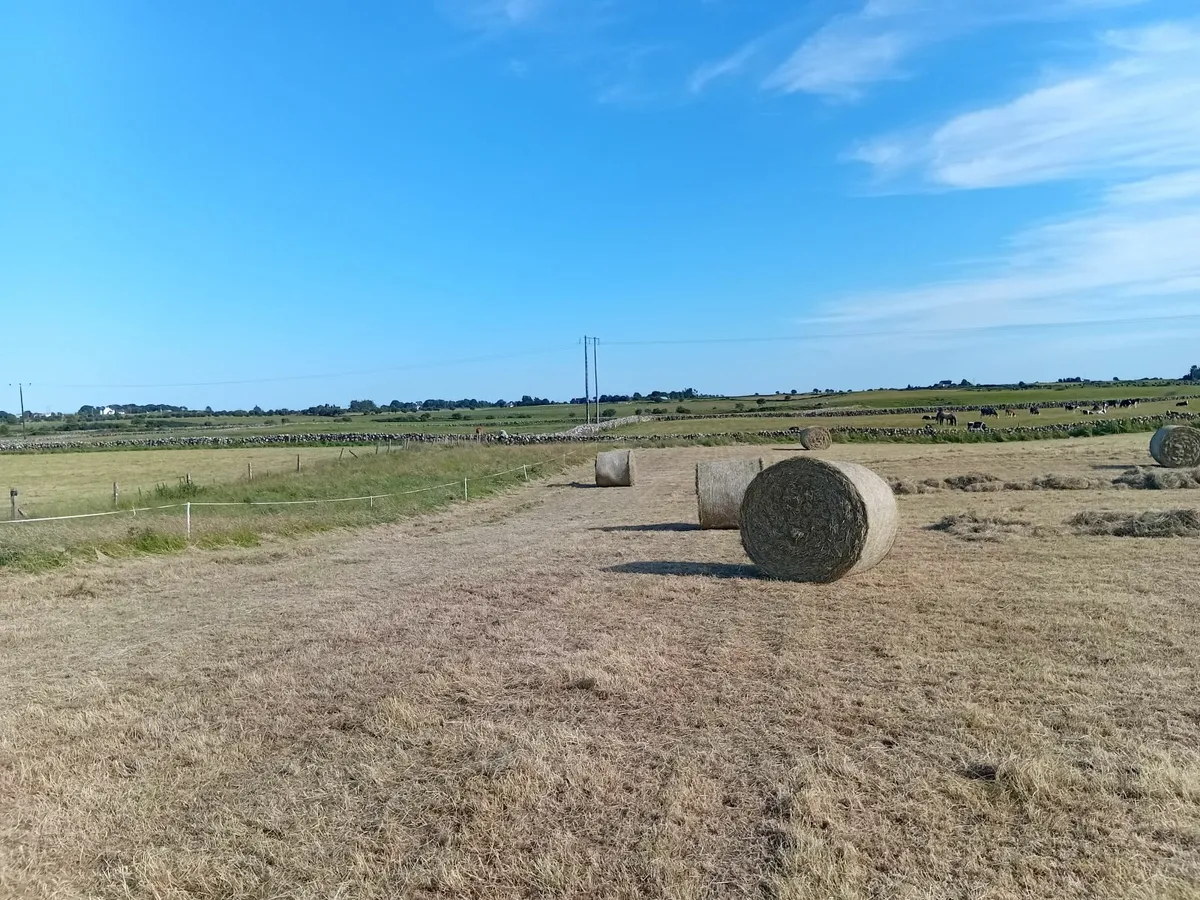 Hay - Image 4