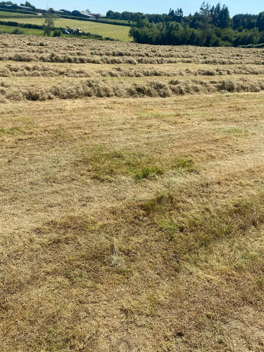 🕖Hay for sale - Image 2