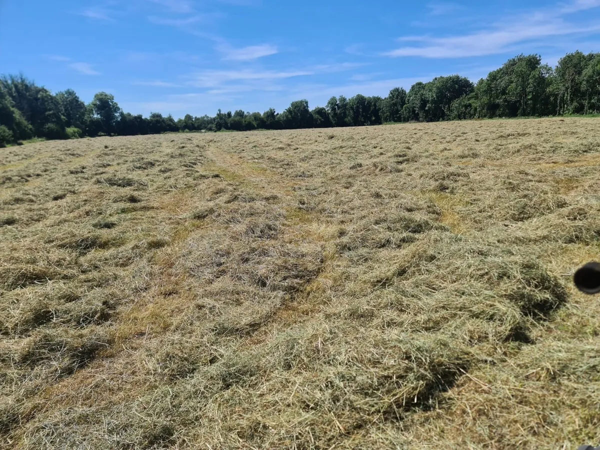 Hay for sale - Image 1