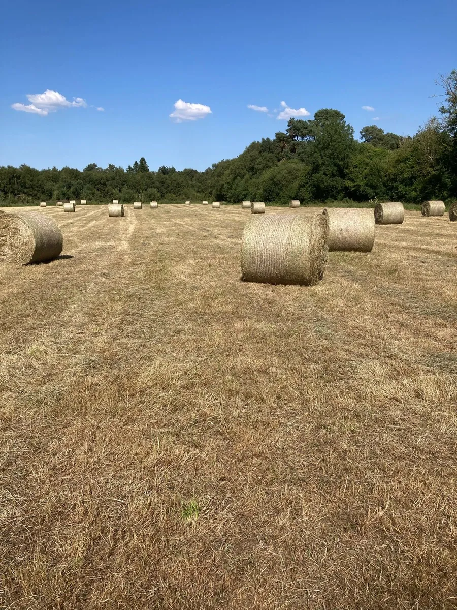 Hay for sale - Image 2
