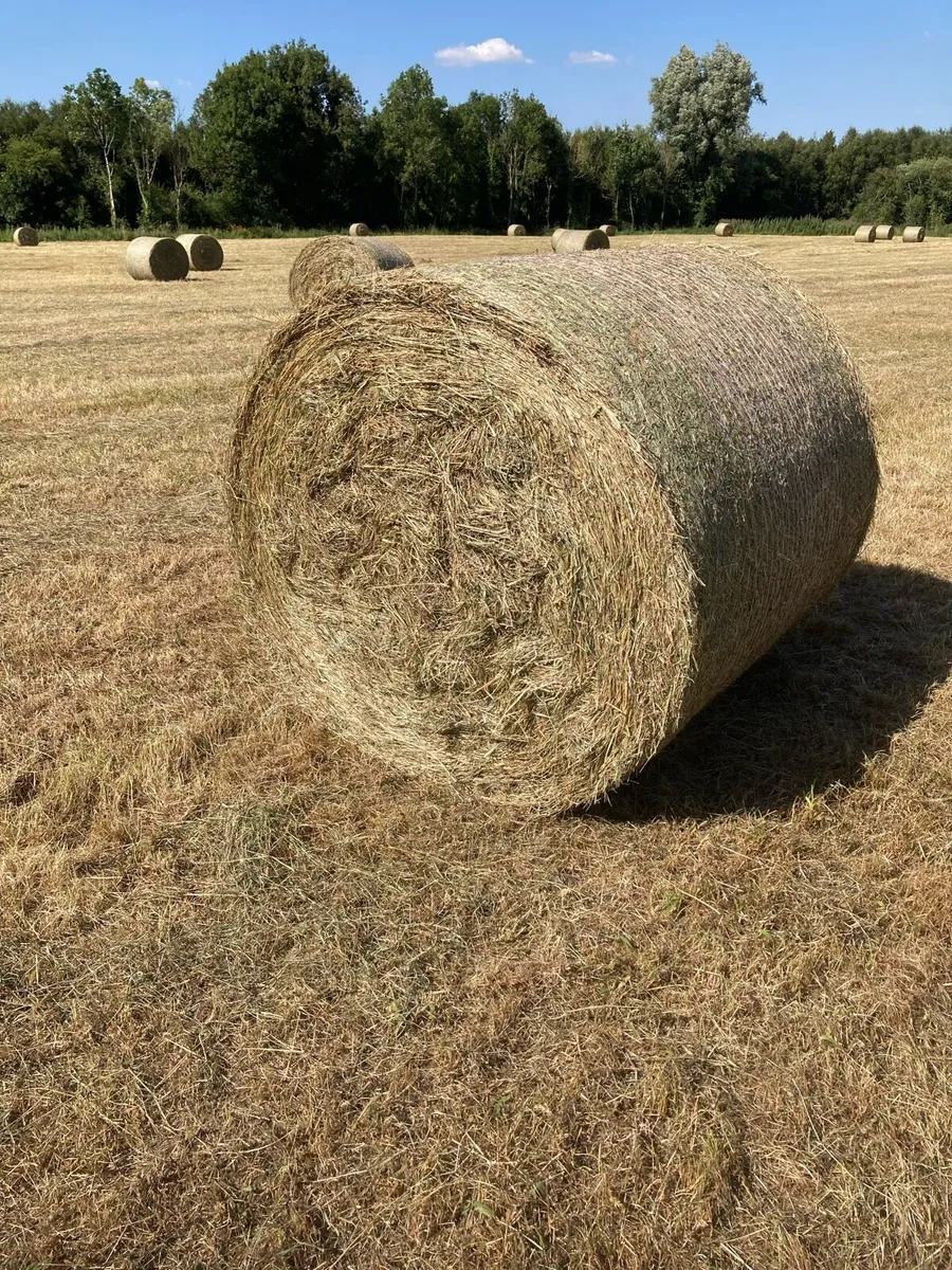Hay for sale - Image 3