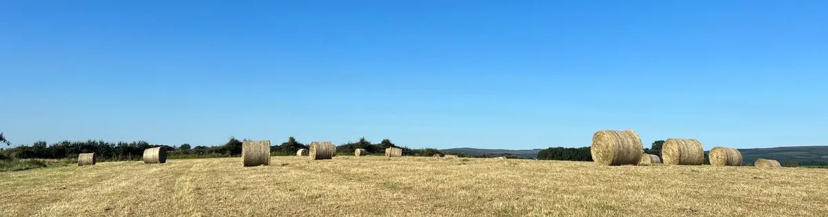 Quality HAY - Image 4