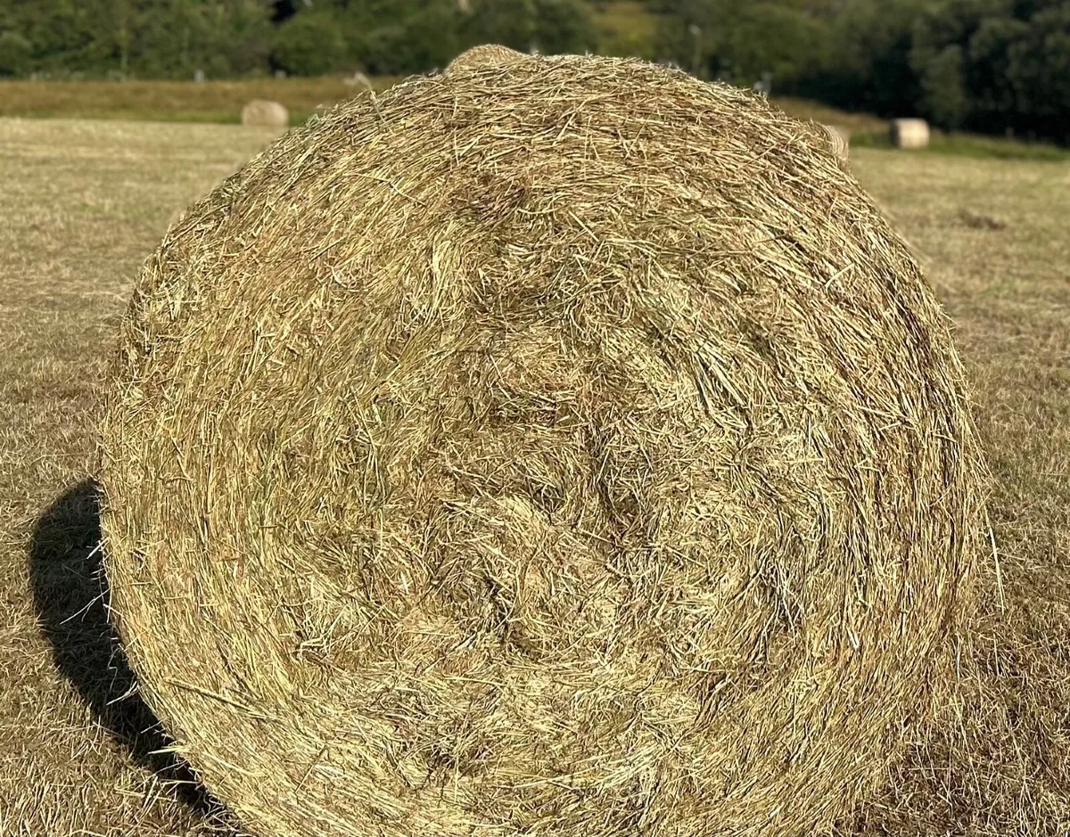 Quality HAY - Image 2
