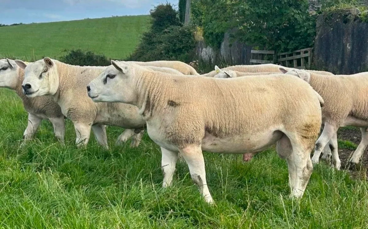 Ram lambs and shearlings - Image 1
