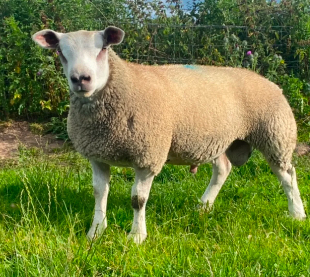 Ram lambs and shearlings - Image 2