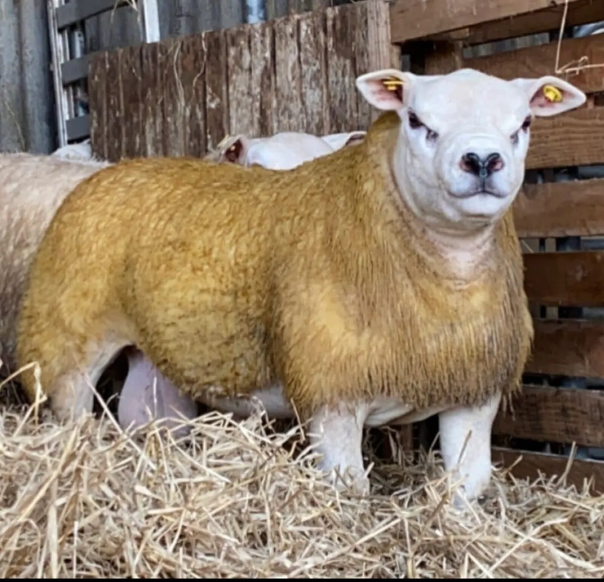 Ram lambs and shearlings - Image 3